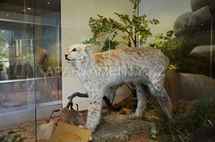 Музей природы и зоопарк в Центре Борового